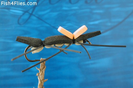 Tan n' Black Chernobyl Ant